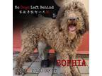 Adopt Sophia 5353 a Brown/Chocolate Poodle (Standard) / Mixed dog in