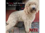 Adopt Faye 3550 a White - with Tan, Yellow or Fawn Poodle (Standard) / Mixed dog