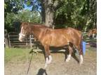 Very kind gelding looking for a light riding home
