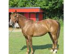 SOLD TWH Gelding for