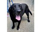 Adopt BO/Blake a Labrador Retriever