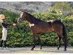 5 year old Rheinland mare by Lord Ferragamo in foal to Vitalos