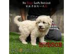 Adopt HUDSON 4432 a White - with Tan, Yellow or Fawn Poodle (Miniature) / Mixed