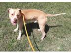 Adopt WALKER a Tan/Yellow/Fawn - with White American Pit Bull Terrier / Mixed