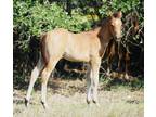 Reining and Race bred AQHA 2022 filly