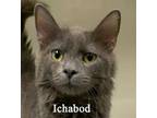 Adopt Ichabod a Domestic Short Hair