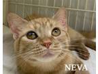 Adopt Neva a American Shorthair, Tiger