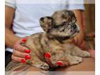 French Bulldog PUPPY FOR SALE ADN-432916 - Sable Merle Fluffy Female