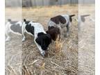 German Shorthaired Pointer PUPPY FOR SALE ADN-433095 - German Shorthaired