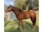 Tav Chestnut Quarter Horse