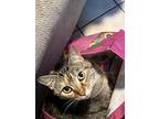 Adopt Frankie a Brown Tabby Domestic Shorthair (short coat) cat in Johnson City