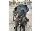 Adopt Thunder a Brindle Cane Corso / American Pit Bull Terrier / Mixed dog in