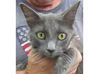 Adopt Sunny a Gray or Blue Russian Blue (long coat) cat in Frederick