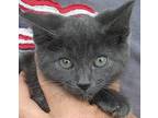 Adopt Gemini a Gray or Blue Russian Blue (medium coat) cat in Frederick