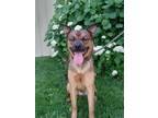 Adopt Buddy a Black German Shepherd Dog / Mixed dog in Moncton, NB (35410847)