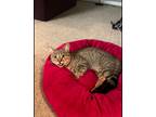Adopt Rhayne a Tiger Striped American Shorthair / Mixed (short coat) cat in Fort