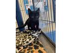 Adopt Miso a All Black Domestic Shorthair / Domestic Shorthair / Mixed cat in