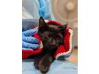 Adopt Barn Kitten - Poser a All Black Domestic Shorthair / Domestic Shorthair /