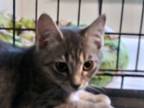 Adopt Finnegan a Gray, Blue or Silver Tabby Domestic Shorthair (short coat) cat