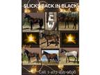 Slick by Design Rc Back in Black Slicks Back in Black Prospects