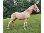 Perlino Stud horse