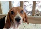 Adopt SissySue a Beagle, Mixed Breed