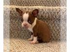 Boston Terrier PUPPY FOR SALE ADN-433290 - Boston Terrier
