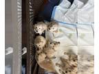 Golden Retriever PUPPY FOR SALE ADN-433237 - Golden retriever puppies