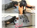 French Bulldog PUPPY FOR SALE ADN-433707 - French Bulldog puppies