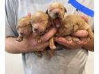Golden Retriever PUPPY FOR SALE ADN-433537 - AKC Golden Retriever Puppies Ready