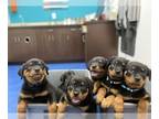 Rottweiler PUPPY FOR SALE ADN-433744 - AKC Rottweiler puppies for sale