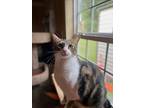 Adopt KC a Brown Tabby Domestic Shorthair (short coat) cat in Manning