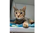 Adopt Ryker a Brown Tabby Domestic Shorthair (short coat) cat in Manning