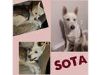 Adopt SoTa a White Husky dog in Colorado Springs, CO (35421688)