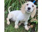 Adopt Freedom To Wag F2 mini Goldendoodle a White Goldendoodle / Goldendoodle