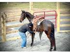 Rocket~Exceptional Mover*Dressage Prospect*Rides & Drives*Fresian Cross~