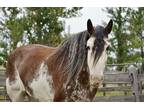 Safe Flashy Clydesdale mare