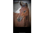 AQHA Registered QUARTER HORSE - Weanling