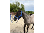 REGISTERED QUARTER HORSE AQHA Blue Roan Yearling Filly