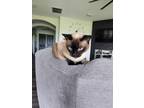 Adopt Nala a Black & White or Tuxedo Siamese / Mixed (medium coat) cat in