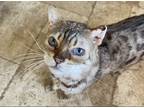 Adopt Yuki a Spotted Tabby/Leopard Spotted Bengal / Mixed (short coat) cat in