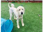 Adopt BEAU a White Great Pyrenees / Mixed dog in Salinas, CA (35420826)