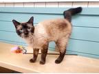 Adopt REGGIE a Brown or Chocolate (Mostly) Siamese / Mixed (short coat) cat in