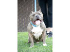 Adopt Archie a Brindle American Staffordshire Terrier / Mixed dog in Sanger