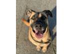 Adopt Reba a Tan/Yellow/Fawn Mastiff / Mixed dog in Visalia, CA (32528232)