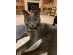 Adopt Buster a Gray or Blue Domestic Shorthair / Mixed (short coat) cat in