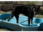 Adopt Turbo a Black Doberman Pinscher / Mixed dog in Madera, CA (35417655)
