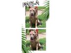 Adopt MARLA a Brindle American Pit Bull Terrier / Mixed dog in Akron