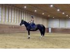 13 year old regd Thoroughbred Mare