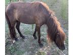 Kid Friendly Miniature Mare for sale
